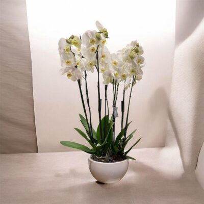 orchids plants